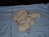  - 5 bébés dalmatiens